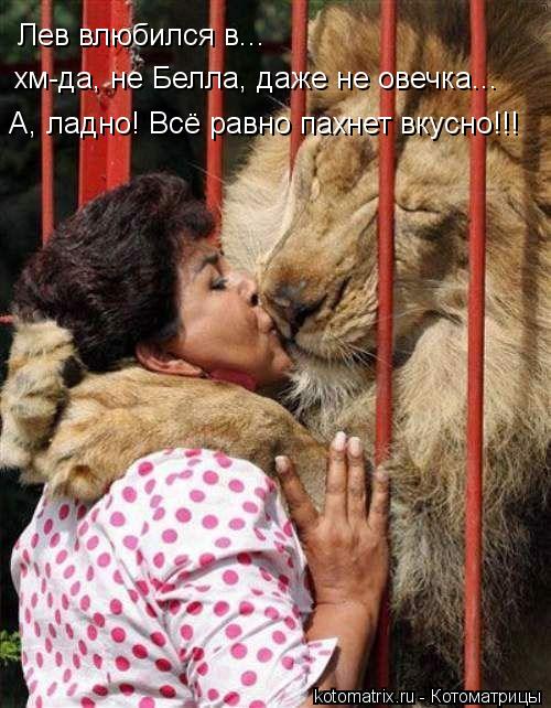 Котоматрица: Лев влюбился в... хм-да, не Белла, даже не овечка... А, ладно! Всё равно пахнет вкусно!!!