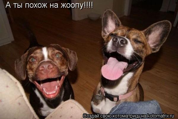 А ты похож на жоопу!!!!... Котоматрица: А ты похож на жоопу!!!!