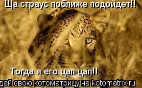 Ща страус поближе подойдет!! Тогда я его цап цап!!... Котоматрица: Ща страус поближе подойдет!! Тогда я его цап цап!!