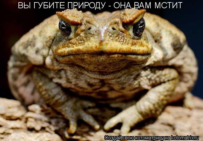 ВЫ ГУБИТЕ ПРИРОДУ - ОНА ВАМ МСТИТ... Котоматрица: ВЫ ГУБИТЕ ПРИРОДУ - ОНА ВАМ МСТИТ
