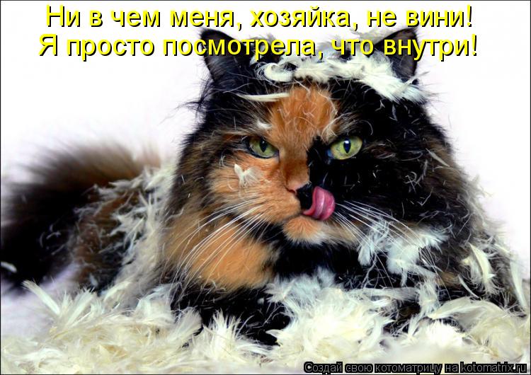 Ни в чем меня, хозяйка, не вини! Я просто посмотрела, что внутри!... Котоматрица: Ни в чем меня, хозяйка, не вини! Я просто посмотрела, что внутри!