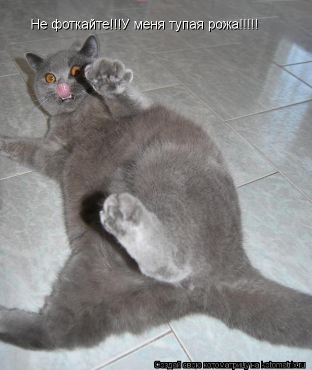 Котоматрица: Не фоткайте!!!У меня тупая рожа!!!!!