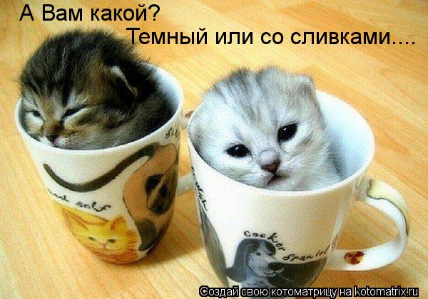 Котоматрица: А Вам какой? Темный или со сливками....