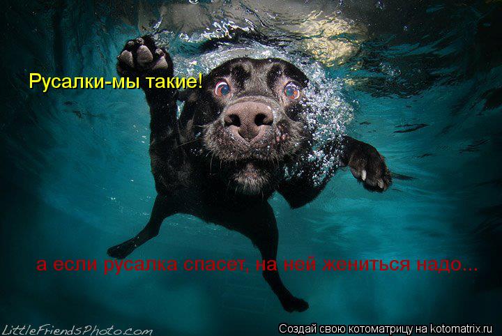 Котоматрица: Русалки-мы такие! а если русалка спасет, на ней жениться надо...