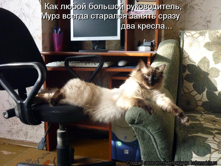Как любой большой руководитель, Мурз всегда старался занять сразу два кресла...... Котоматрица: Как любой большой руководитель, Мурз всегда старался занять сразу два кресла...