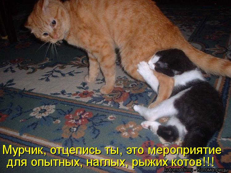 Котоматрица: Мурчик, отцепись ты, это мероприятие для опытных, наглых, рыжих котов!!!