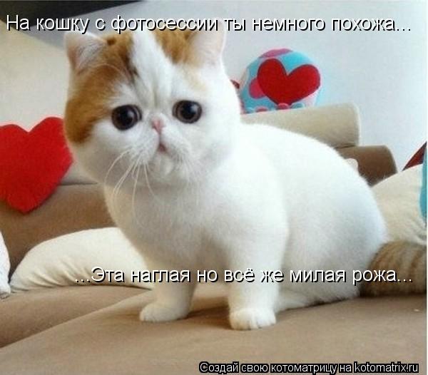...Эта наглая но всё же милая рожа... На кошку с фотосессии ты немного похожа...... Котоматрица: ...Эта наглая но всё же милая рожа... На кошку с фотосессии ты немного похожа...