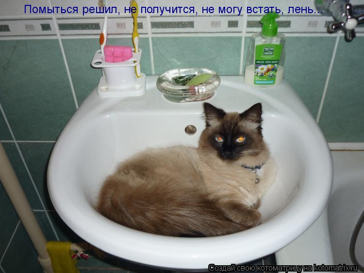Помыться решил, не получится, не могу встать, лень...... Котоматрица: Помыться решил, не получится, не могу встать, лень...