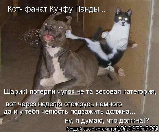 Кот- фанат Кунфу Панды.... Шарик! потерпи чуток не та весовая категория, вот через неделю отожрусь не... Котоматрица: Кот- фанат Кунфу Панды.... Шарик! потерпи чуток не та весовая категория, вот через неделю отожрусь немного да и у тебя челюсть подзажить должн