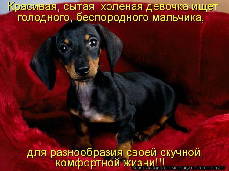 Красивая, сытая, холеная девочка ищет голодного, беспородного мальчика, для разнообразия своей скучно... Котоматрица: Красивая, сытая, холеная девочка ищет голодного, беспородного мальчика, для разнообразия своей скучной, комфортной жизни!!!