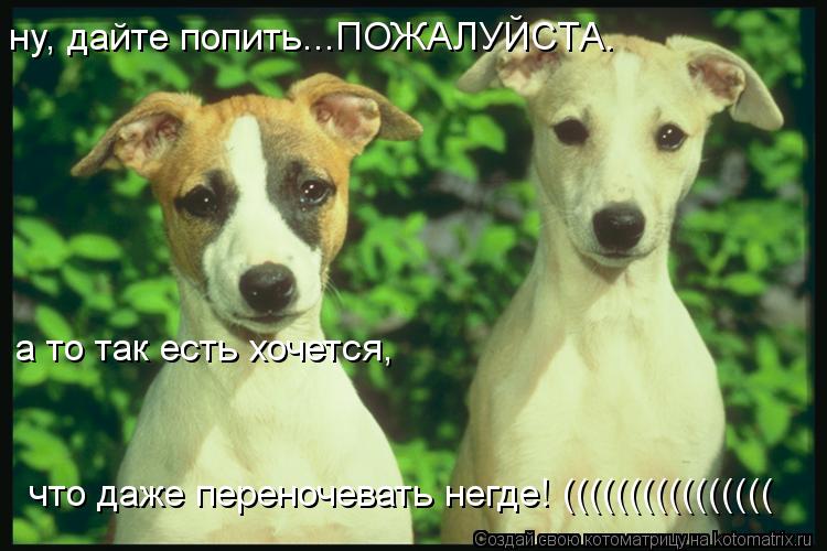 ну, дайте попить...ПОЖАЛУЙСТА. а то так есть хочется, что даже переночевать негде! ((((((((((((((((... Котоматрица: ну, дайте попить...ПОЖАЛУЙСТА. а то так есть хочется, что даже переночевать негде! ((((((((((((((((