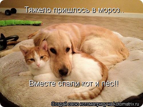 Тяжело пришлось в мороз.. Вместе спали кот и пёс!!... Котоматрица: Тяжело пришлось в мороз.. Вместе спали кот и пёс!!