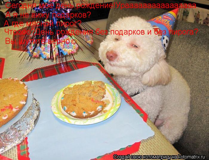 Сегодня мое день рождение!Ураааааааааааааааа А я не вижу подарков? А где мясной пирог? Чтоооо?День ро... Котоматрица: Сегодня мое день рождение!Ураааааааааааааааа А я не вижу подарков? А где мясной пирог? Чтоооо?День рождения без подарков и без пирога? Вы шу