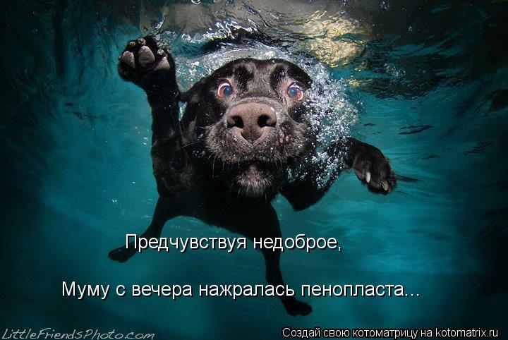 Предчувствуя недоброе, Муму с вечера нажралась пенопласта...... Котоматрица: Предчувствуя недоброе, Муму с вечера нажралась пенопласта...