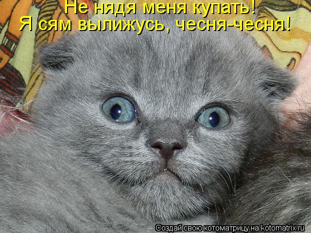 Не нядя меня купать! Я сям вылижусь, чесня-чесня!... Котоматрица: Не нядя меня купать! Я сям вылижусь, чесня-чесня!