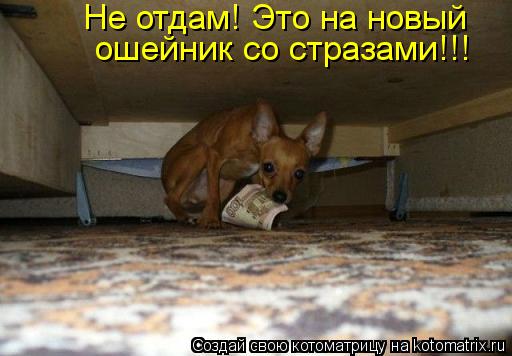 Не отдам! Это на новый ошейник со стразами!!!... Котоматрица: Не отдам! Это на новый ошейник со стразами!!!