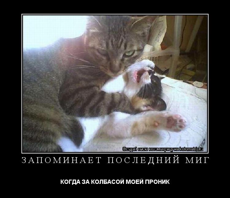 ЗАПОМИНАЕТ ПОСЛЕДНИЙ МИГ КОГДА ЗА КОЛБАСОЙ МОЕЙ ПРОНИК... Котоматрица: ЗАПОМИНАЕТ ПОСЛЕДНИЙ МИГ КОГДА ЗА КОЛБАСОЙ МОЕЙ ПРОНИК