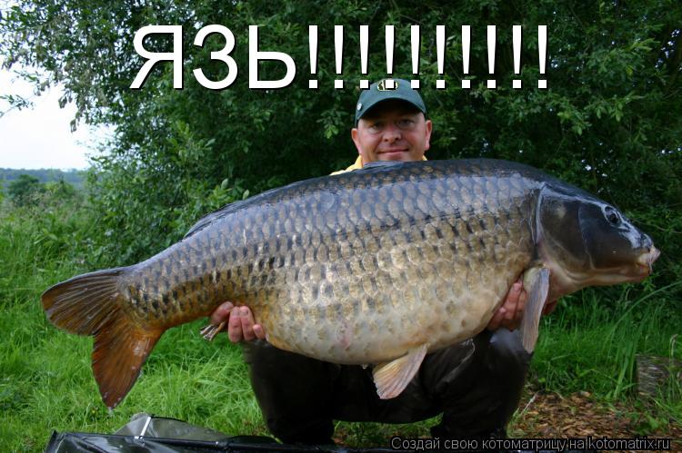 ЯЗЬ!!!!!!!!!!... Котоматрица: ЯЗЬ!!!!!!!!!!
