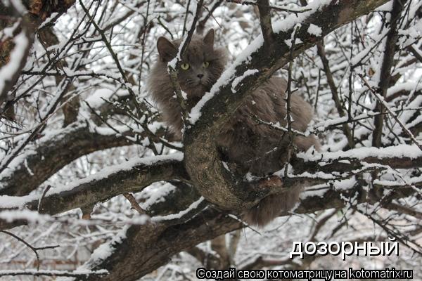 дозорный... Котоматрица: дозорный