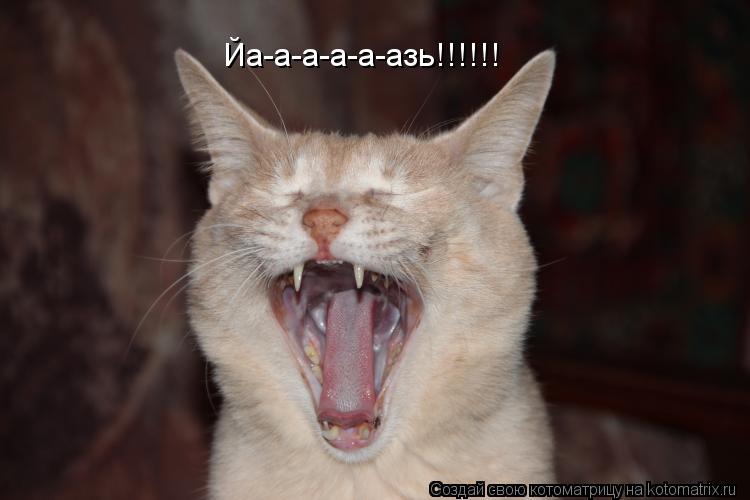 Йа-а-а-а-а-азь!!!!!!... Котоматрица: Йа-а-а-а-а-азь!!!!!!
