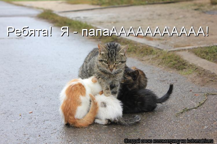 Ребята! Я - папаААААААААААА!... Котоматрица: Ребята! Я - папаААААААААААА!