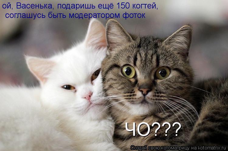 ЧО??? ой, Васенька, подаришь ещё 150 когтей, соглашусь быть модератором фоток... Котоматрица: ЧО??? ой, Васенька, подаришь ещё 150 когтей, соглашусь быть модератором фоток