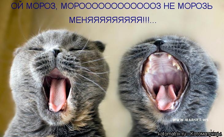 Котоматрица: ОЙ МОРОЗ, МОРООООООООООООЗ НЕ МОРОЗЬ МЕНЯЯЯЯЯЯЯЯЯ!!!...