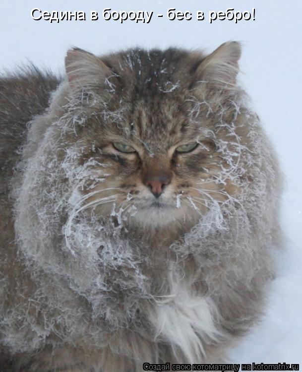 Котоматрица: Седина в бороду - бес в ребро!