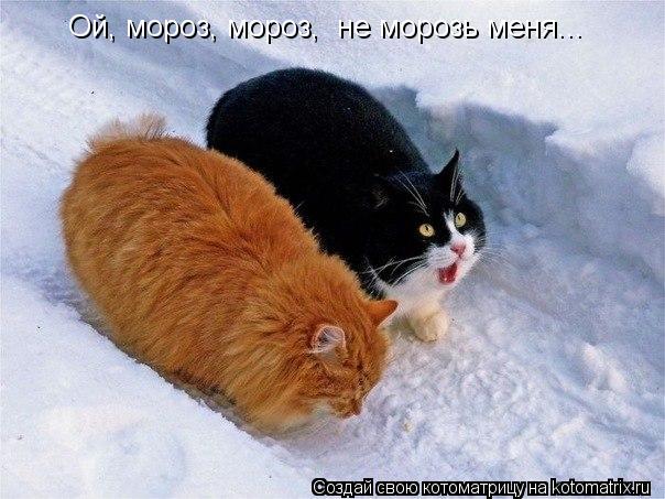 Котоматрица: Ой, мороз, мороз,  не морозь меня...