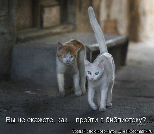 Вы не скажете, как... пройти в библиотеку?...... Котоматрица: Вы не скажете, как... пройти в библиотеку?...