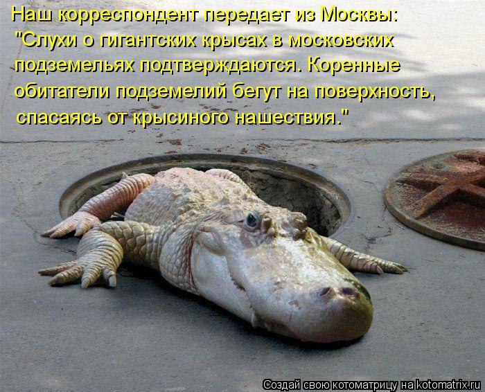 Котоматрица: Наш корреспондент передает из Москвы: "Слухи о гигантских крысах в московских подземельях подтверждаются. Коренные обитатели подземелий б