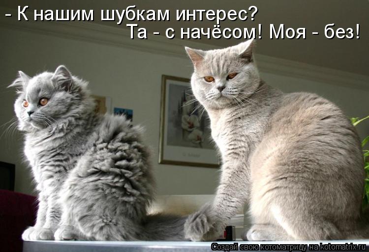- К нашим шубкам интерес? Та - с начёсом! Моя - без!... Котоматрица: - К нашим шубкам интерес? Та - с начёсом! Моя - без!