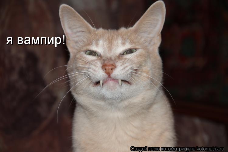 я вампир!... Котоматрица: я вампир!