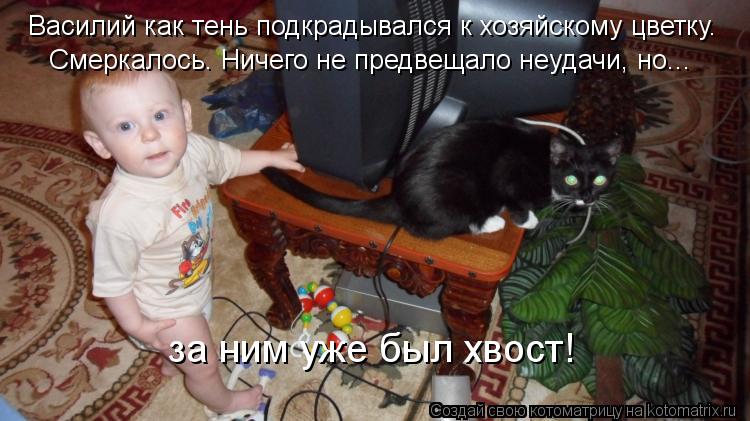 Василий как тень подкрадывался к хозяйскому цветку. Смеркалось. Ничего не предвещало неудачи, но... з... Котоматрица: Василий как тень подкрадывался к хозяйскому цветку. Смеркалось. Ничего не предвещало неудачи, но... за ним уже был хвост!