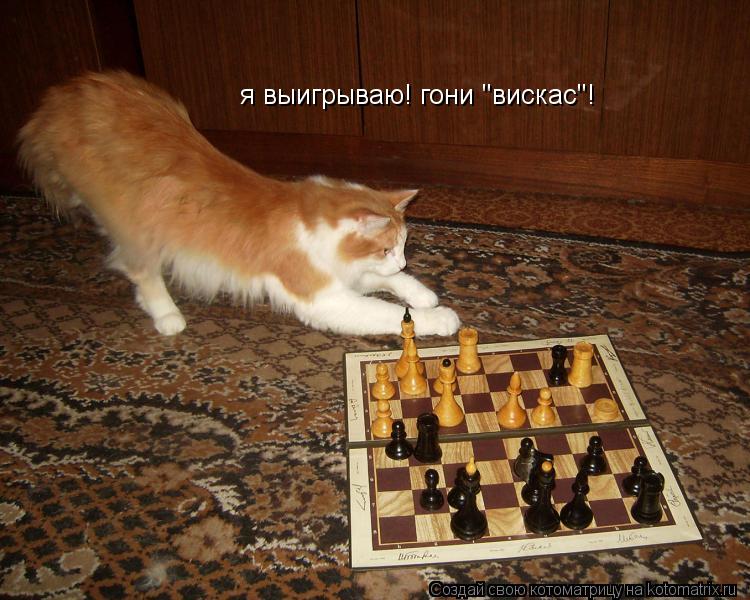 я выигрываю! гони "вискас"!... Котоматрица: я выигрываю! гони "вискас"!