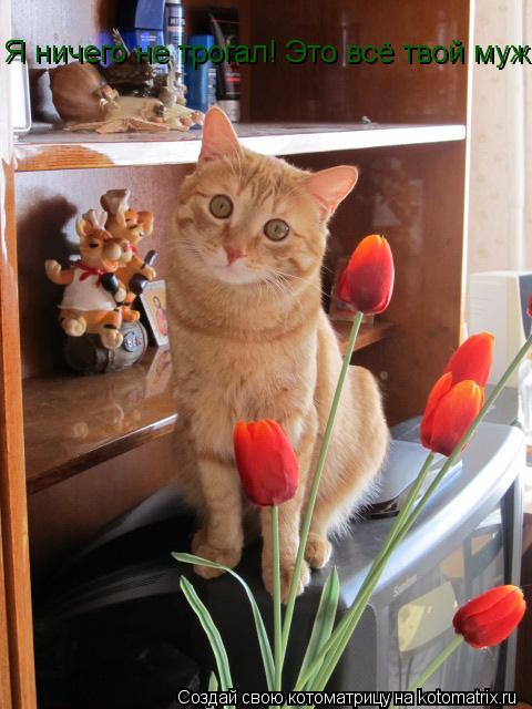 Я ничего не трогал! Это всё твой муж!... Котоматрица: Я ничего не трогал! Это всё твой муж!