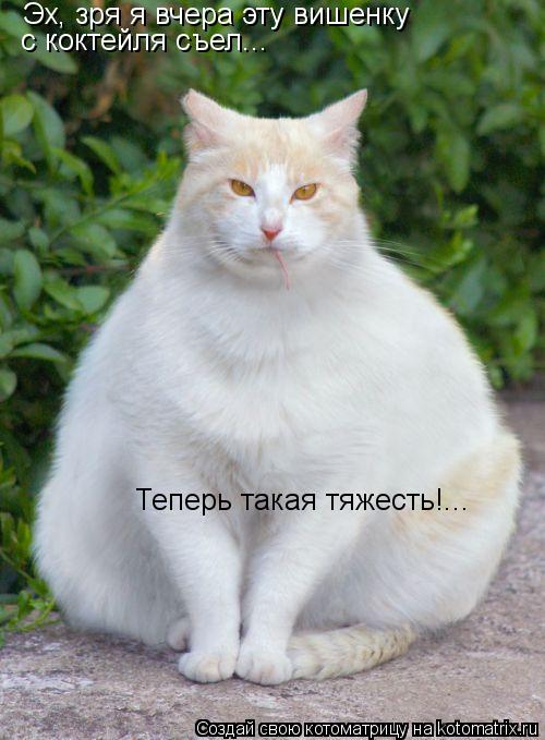 Эх, зря я вчера эту вишенку с коктейля съел... Теперь такая тяжесть!...... Котоматрица: Эх, зря я вчера эту вишенку с коктейля съел... Теперь такая тяжесть!...