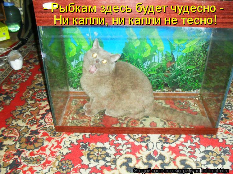 - Рыбкам здесь будет чудесно - Ни капли, ни капли не тесно!... Котоматрица: - Рыбкам здесь будет чудесно - Ни капли, ни капли не тесно!