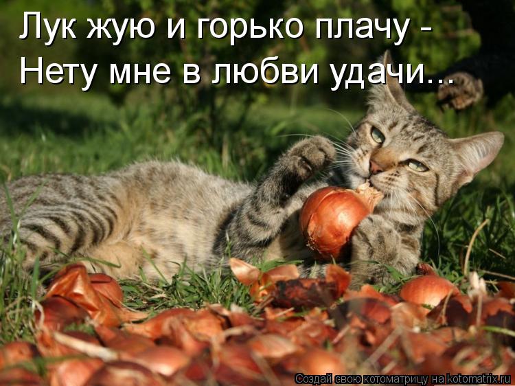 Лук жую и горько плачу - Нету мне в любви удачи...... Котоматрица: Лук жую и горько плачу - Нету мне в любви удачи...