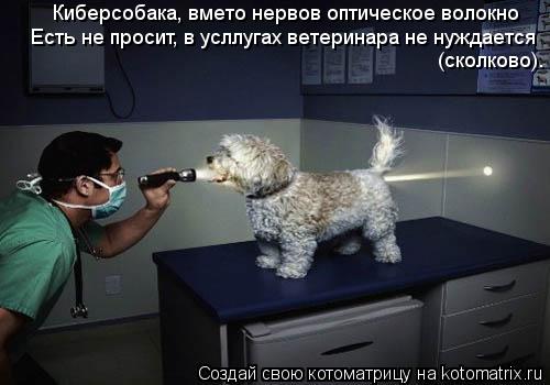 Киберсобака, вмето нервов оптическое волокно Есть не просит, в усллугах ветеринара не нуждается (ско... Котоматрица: Киберсобака, вмето нервов оптическое волокно Есть не просит, в усллугах ветеринара не нуждается (сколково).