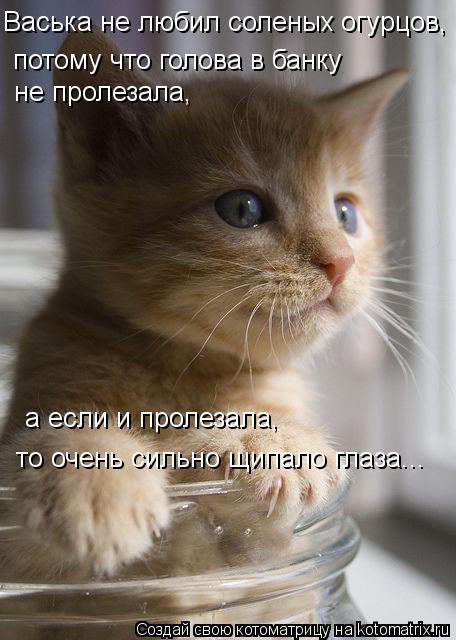 Васька не любил соленых огурцов, потому что голова в банку не пролезала, а если и пролезала, то очень... Котоматрица: Васька не любил соленых огурцов, потому что голова в банку не пролезала, а если и пролезала, то очень сильно щипало глаза...