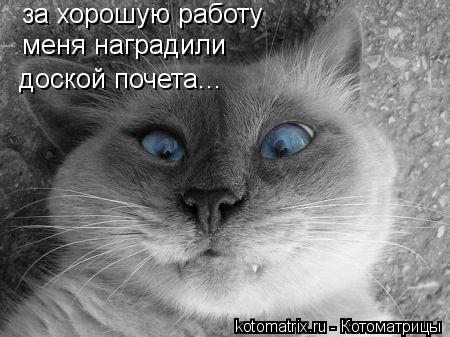 за хорошую работу меня наградили доской почета...... Котоматрица: за хорошую работу меня наградили доской почета...