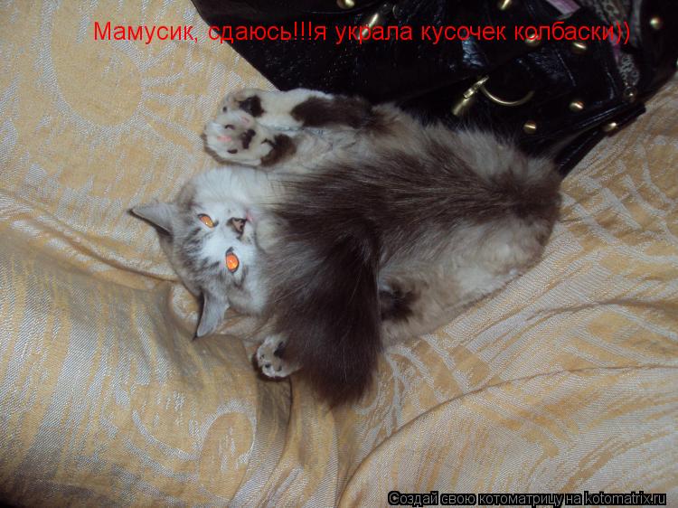 Мамусик, сдаюсь!!!я украла кусочек колбаски))... Котоматрица: Мамусик, сдаюсь!!!я украла кусочек колбаски))