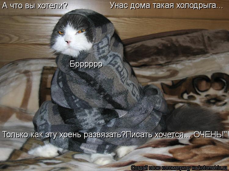 А что вы хотели? Унас дома такая холодрыга... Брррррр Только как эту хрень развязать?Писать хочется..... Котоматрица: А что вы хотели? Унас дома такая холодрыга... Брррррр Только как эту хрень развязать?Писать хочется....ОЧЕНЬ!"!