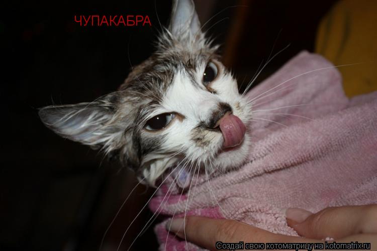 ЧУПАКАБРА... Котоматрица: ЧУПАКАБРА