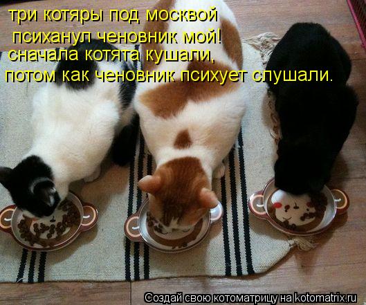 Котоматрица: три котяры под москвой психанул ченовник мой! сначала котята кушали, потом как ченовник психует слушали.