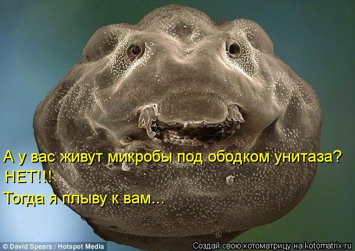 А у вас живут микробы под ободком унитаза? НЕТ!!! Тогда я плыву к вам...... Котоматрица: А у вас живут микробы под ободком унитаза? НЕТ!!! Тогда я плыву к вам...
