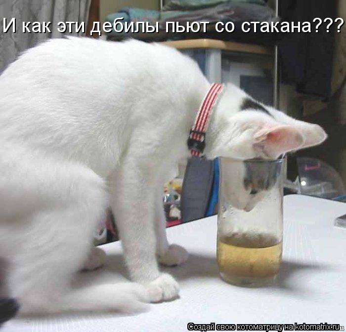 И как эти дебилы пьют со стакана???... Котоматрица: И как эти дебилы пьют со стакана???