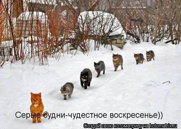 Котоматрица: Серые будни-чудестное воскресенье))