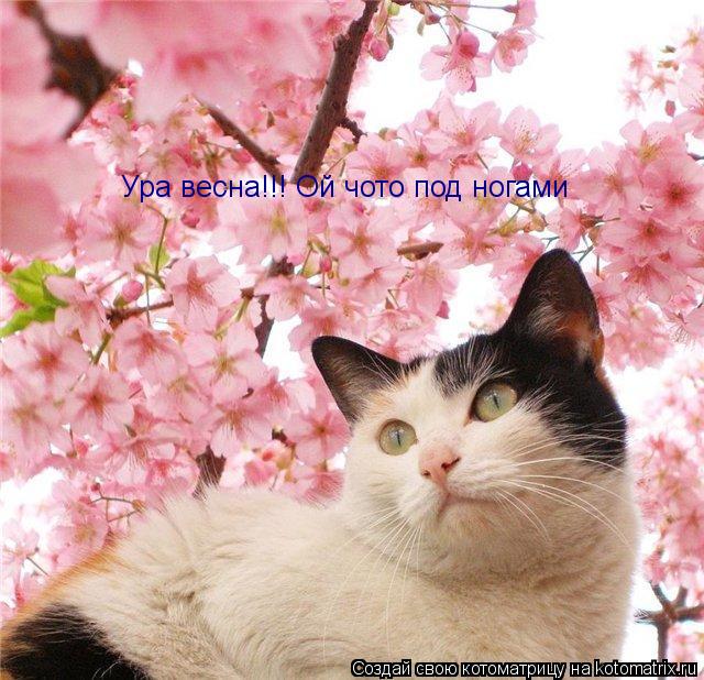 Котоматрица: Ура весна!!! Ой чото под ногами